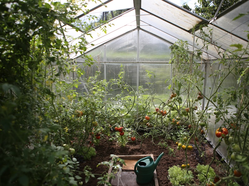 Harvesting Roses